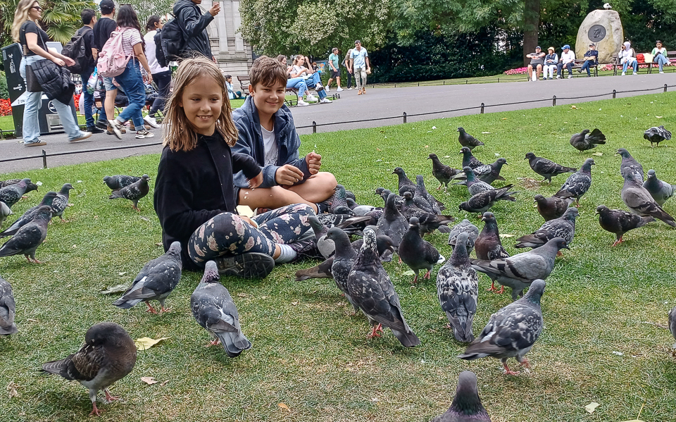 irelandpigeons.jpg